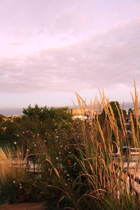 Graminées sur fond de ciel rose au crépuscule