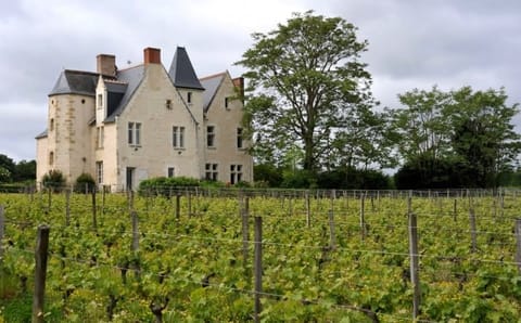 Château et vignes au premier plan