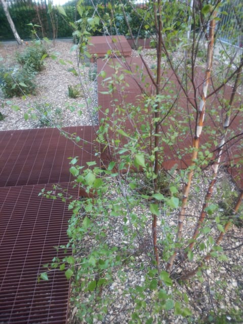 Jeune arbre au-dessus du caillebotis