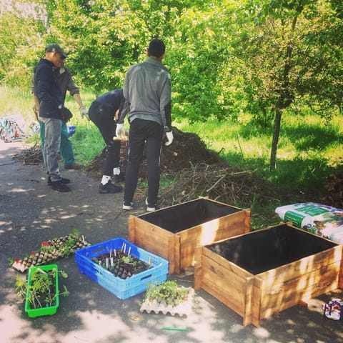Préparation de bacs de plantation en bois, caisses de jeunes plants au sol