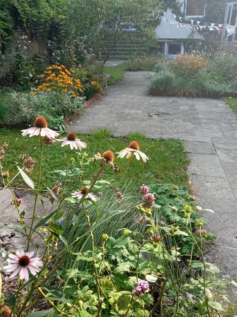 Échinacées roses et rudbeckias au bord d’une allée