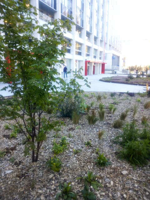 Jeune arbre dans un massif minéral, au printemps